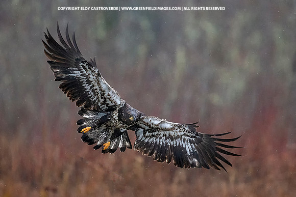 Bald Eagle Juvenile (Washington)
