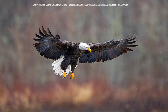 Bald Eagle (Washington)