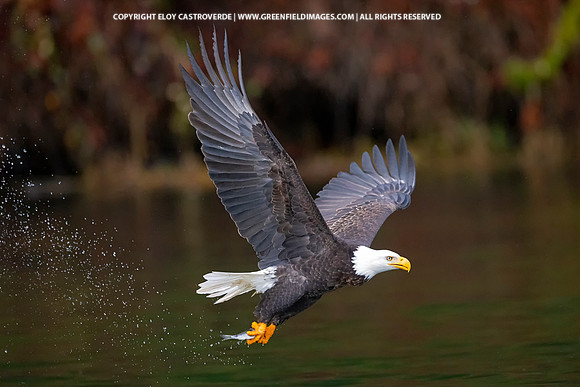 Bald Eagle (Washington)
