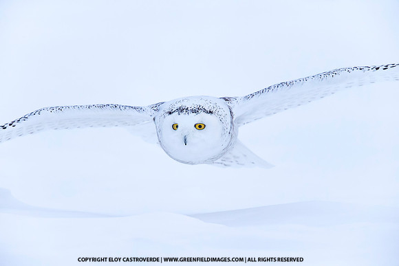 Snowy Owl (Japan)
