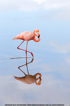 American Flamingo (Galapagos Islands)
