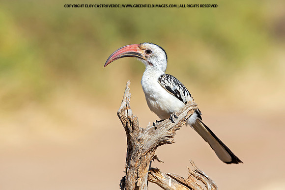 Red-billed Hornbill (Kenya)