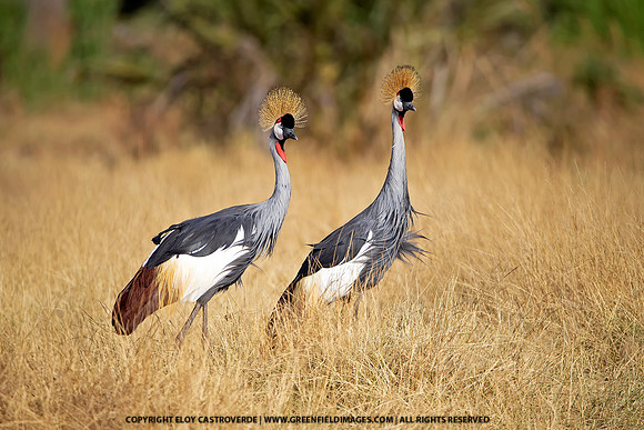 Grey-crowned Crane (Kenya)