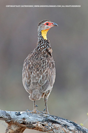 Yellow-necked Spurfowl (Kenya)