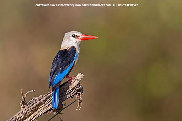 Grey-headed Kingfisher (Kenya)