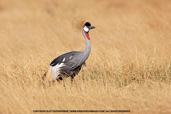 Grey-crowned Crane (Kenya)