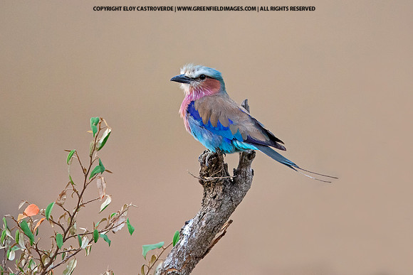 Lilac Breasted Roller (Kenya)
