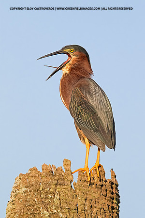 Green Heron (Florida)