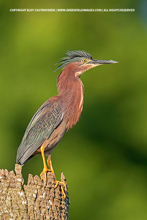 Green Heron (Florida)
