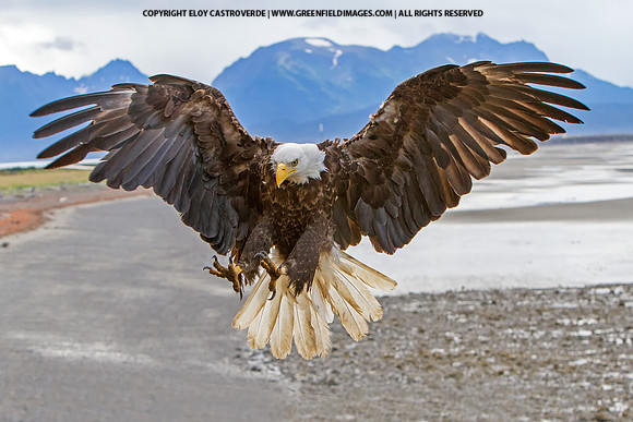 Bald Eagle (Alaska)