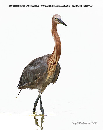 Reddish Egret (Florida)