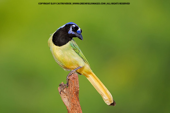 Green Jay (Texas)