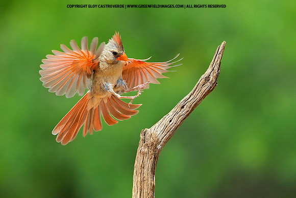 Northern Cardinal (Texas)