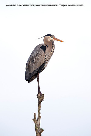Great Blue Heron (Florida)