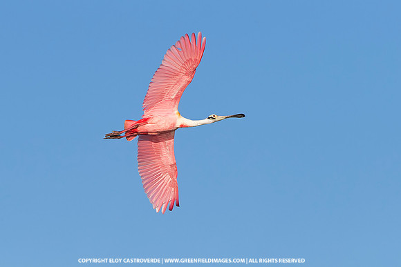 Roseate Spoonbill (Florida)