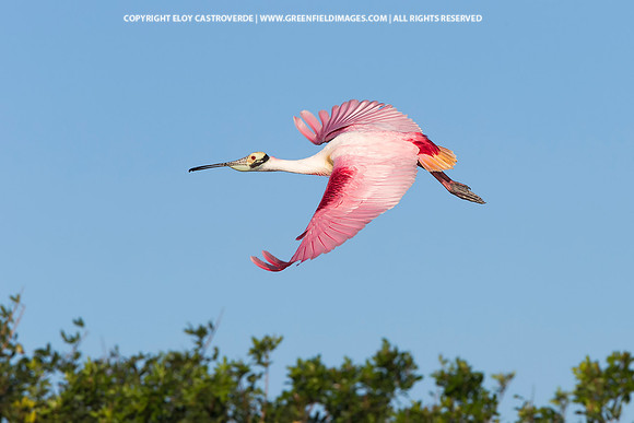 Roseate Spoonbill (Florida)