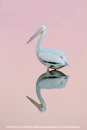 American White Pelican (Florida)