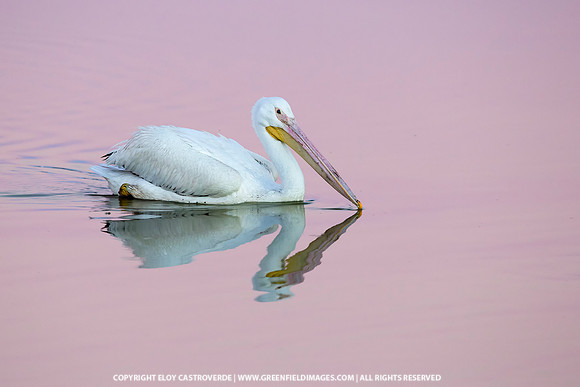 American White Pelican (Florida)