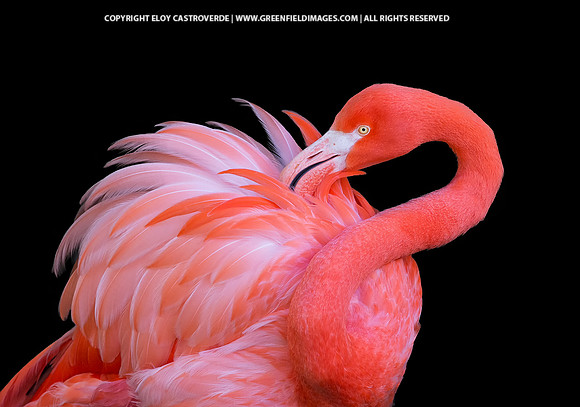 American Flamingo (New Mexico)