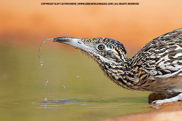 Greater Roadrunner (Texas)