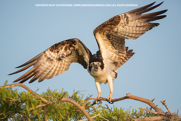 Osprey (Florida)