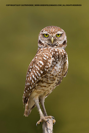 Barred Owl (Florida)