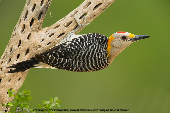 Golden-fronted Woodpecker (Texas)