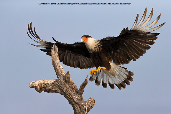 Crested Caracara (Texas)