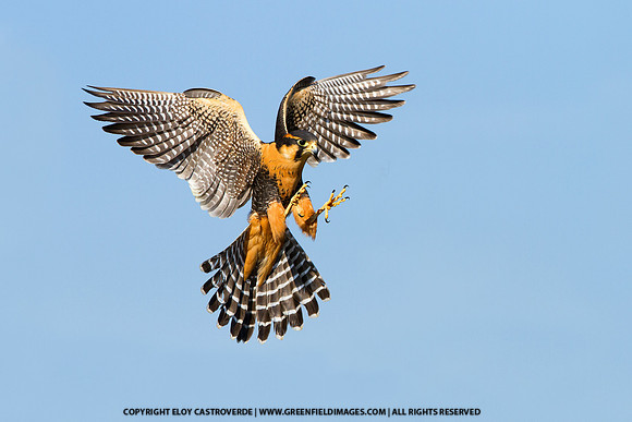 Aplomado Falcon (Florida)