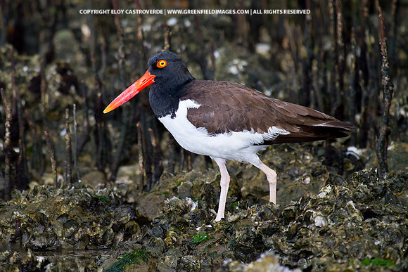 American Oystercatcher (Florida)