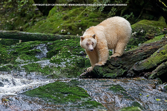 Spirit Bear (Canada)