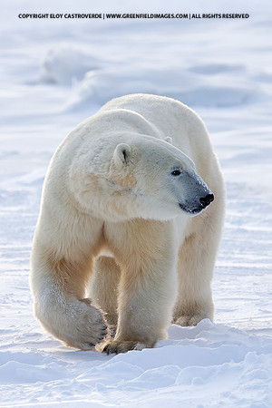 Polar Bear (Canada)