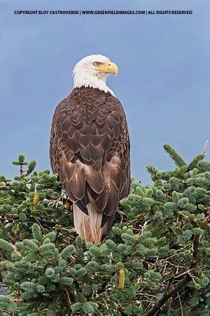 Bald Eagle (Alaska)
