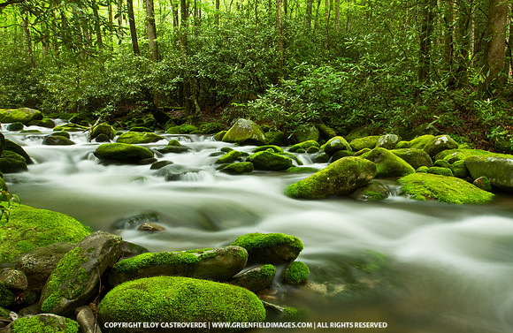 Smokey Mountain NP (Tennessee)