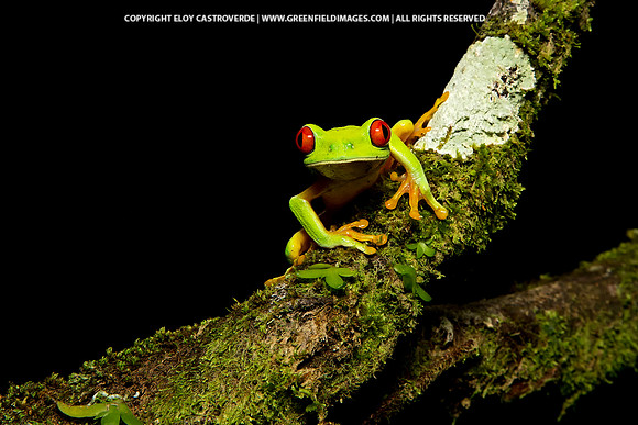 Red-eyed Tree Frog (Honduras)