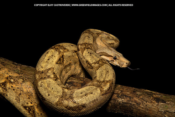 Hog Island Boa (Honduras)