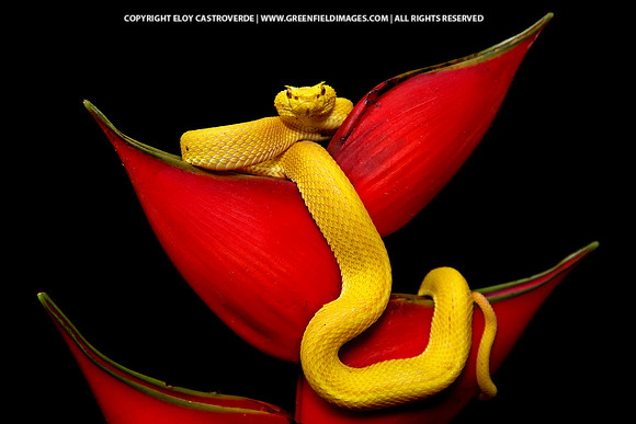 Eyelash Viper (Honduras)