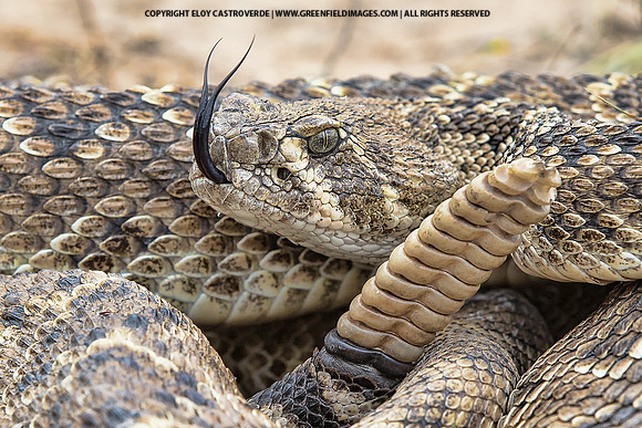 Western Diamondback Rattlesnake (Texas)