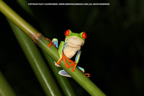 Red-eyed Tree Frog (Costa Rica)