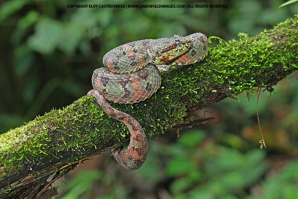 Eyelash Viper (Costa Rica)