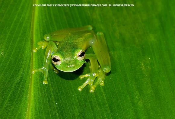 Glass Frog (Panama)