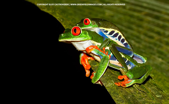 Red-eyed Tree Frog (Costa Rica)