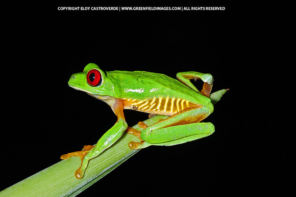 Red-eyed Tree Frog (Costa Rica)