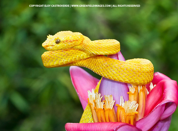 Eyelash Viper (Panama)