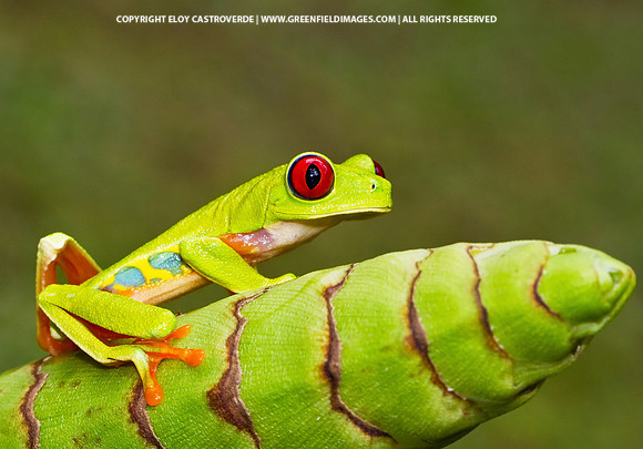 Red-eyed Tree Frog (Panama)