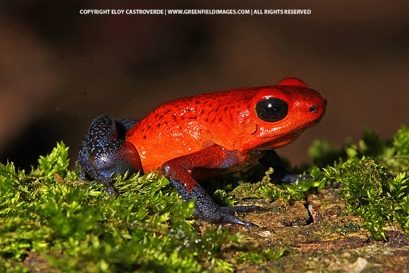 Blue Jeans Poison Dart Frog (Panama)