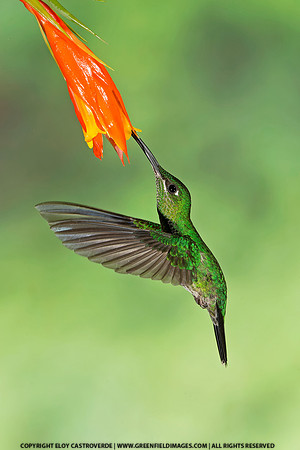 Green Crowned Brilliant Hummingbird (Ecuador)