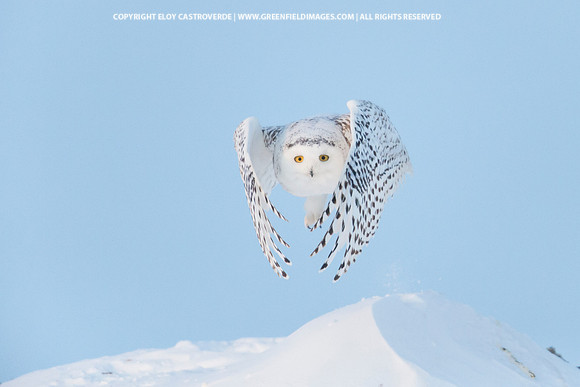 Snowy Owl (Canada)