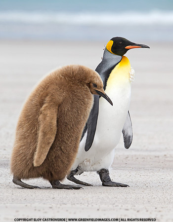 King Penguin with Juvenile (Falkland Islands)