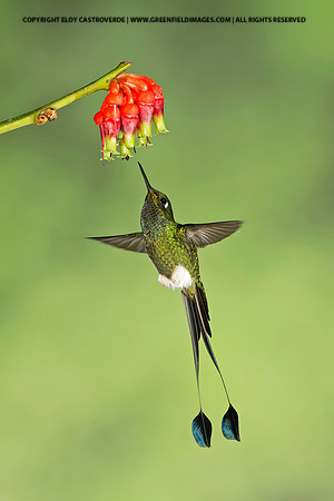 Booted Racket-tail Hummingbird (Ecuador)